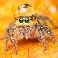 800 миллионов тонн добычи съедают пауки за 1 год