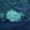 На глубине океана обнаружили огромную амебу