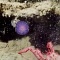 На дне океана обнаружили загадочный фиолетовый шар