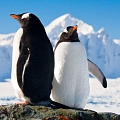 Неуклюжие и такие милые: интересные факты о пингвинах