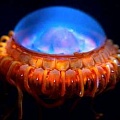 Невероятные морские существа, похожие на пришельцев