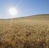Зерновые с отражательной способностью могут помочь "охладить" планету 