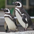 Пингвины - самые верные любовники животного мира?