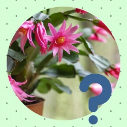 7 причин, почему не цветет Декабрист (Рождественник, Шлюмбергера) и как заставить его цвести
