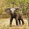 Трогательная история спасения слоненка в Кении