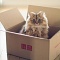 Ученые ответили на вопрос, почему кошки любят сидеть в коробках