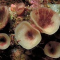 Обнаружены уникальные кораллы-летучие мыши