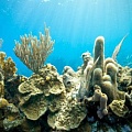 Кораллы заражаются герпесом?