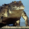 Новые окаменелости свидетельствуют о мире, полном крокодилов