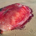 В Австралии на берег выбросило странное красное существо-пузырь
