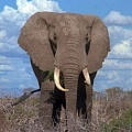 Трубный зов: Как слоны общаются на "тайном языке"