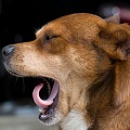 Собаки учатся реагировать на зевоту только с возрастом