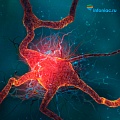 Нейрогенез - выращиваем нейроны в домашних условиях. Нервные клетки восстанавливаются! 