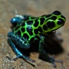 Почему ядовитые лягушки такие разноцветные? 