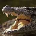 Челюсти  крокодила чувствительнее кончиков пальцев человека