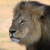 Знаменитый лев Сесил был убит американским дантистом