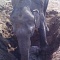 Мама-слониха спасает своего детеныша: видео, облетевшее весь мир