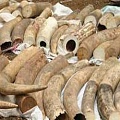 Контрабанда слоновой кости набрала угрожающие обороты