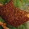 "Бунтари" пчелиной колонии