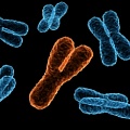 Хромосома Y, возможно, не так необходима для размножения