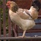 Ученые создали курицу, которая не передает вирус птичьего гриппа