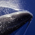 Ученые узнали все секреты эхолокации китов и дельфинов