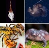 Самые удивительные истории о животных в 2014 году