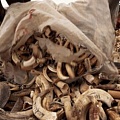 Нужна ли легализация торговли слоновой костью?