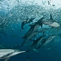 Дельфины умеют сотрудничать с рыбаками