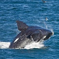 Приложение для iPhone поможет спасти гладких китов