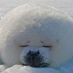 Детеныши гренландских тюленей не могут выжить в условиях глобального потепления 