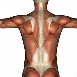 Боль в спине и факторы риска