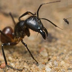 Самая мелкая муха на свете обезглавливает муравьев