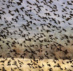 Падающие  с неба мертвые птицы - обычное явление, необычно то, что люди стали его свидетелями 