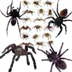 10 необычных пауков