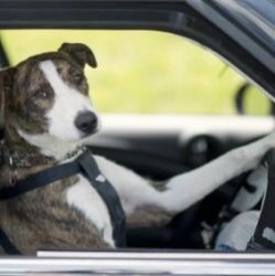 В Новой Зеландии собак научили водить машину