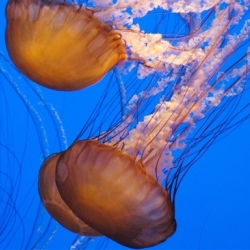 Горячая вода – лучшее средство от укусов медузы