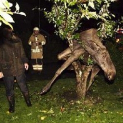 В Швеции пьяный лось взобрался на дерево