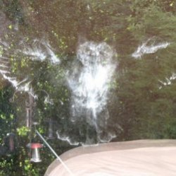Четкий силуэт совы отпечатался на оконном стекле дома в Великобритании