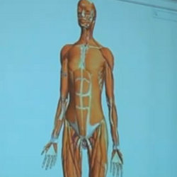 Трехмерное анатомическое изображение человека от Google