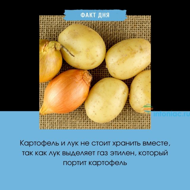 Картофель и лук