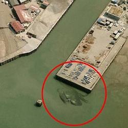 У берегов Великобритании заметили гигантского 15-метрового краба