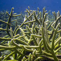 Кораллы страдали еще до начала глобального потепления 
