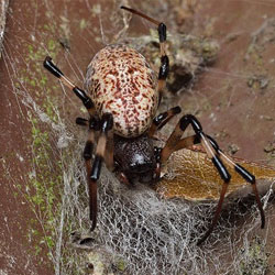 После секса некоторые пауки становятся кастратами, но остаются в живых