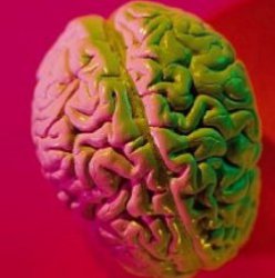 10 вещей, которых вы не знали о своем мозге