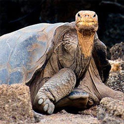 Скончалась последняя гигантская черепаха острова Пинта