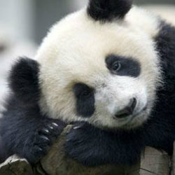 Старейшая панда умерла в Берлинском зоопарке