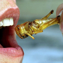 Еда будущего: мы будем питаться насекомыми?