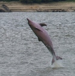"Шестое чувство" дельфинов помогает им ощущать электрические поля