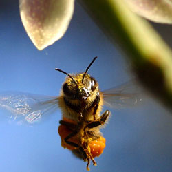 Ученые: пчелы могут подсказать, как предупредить слабоумие